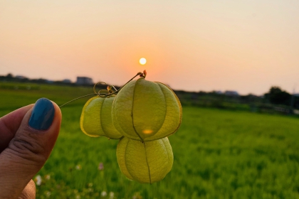Peace in the countryside of Hoi An.