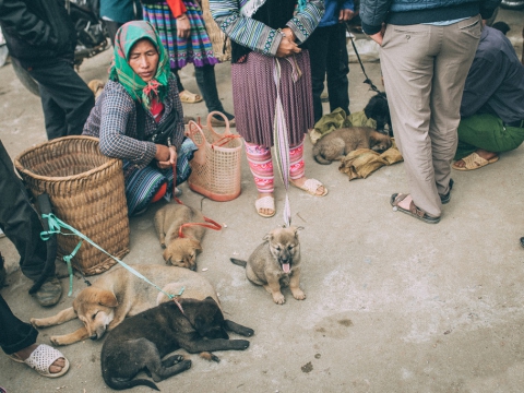 Sapa - Bac Ha Market by Bus 2 Days 1 Night
