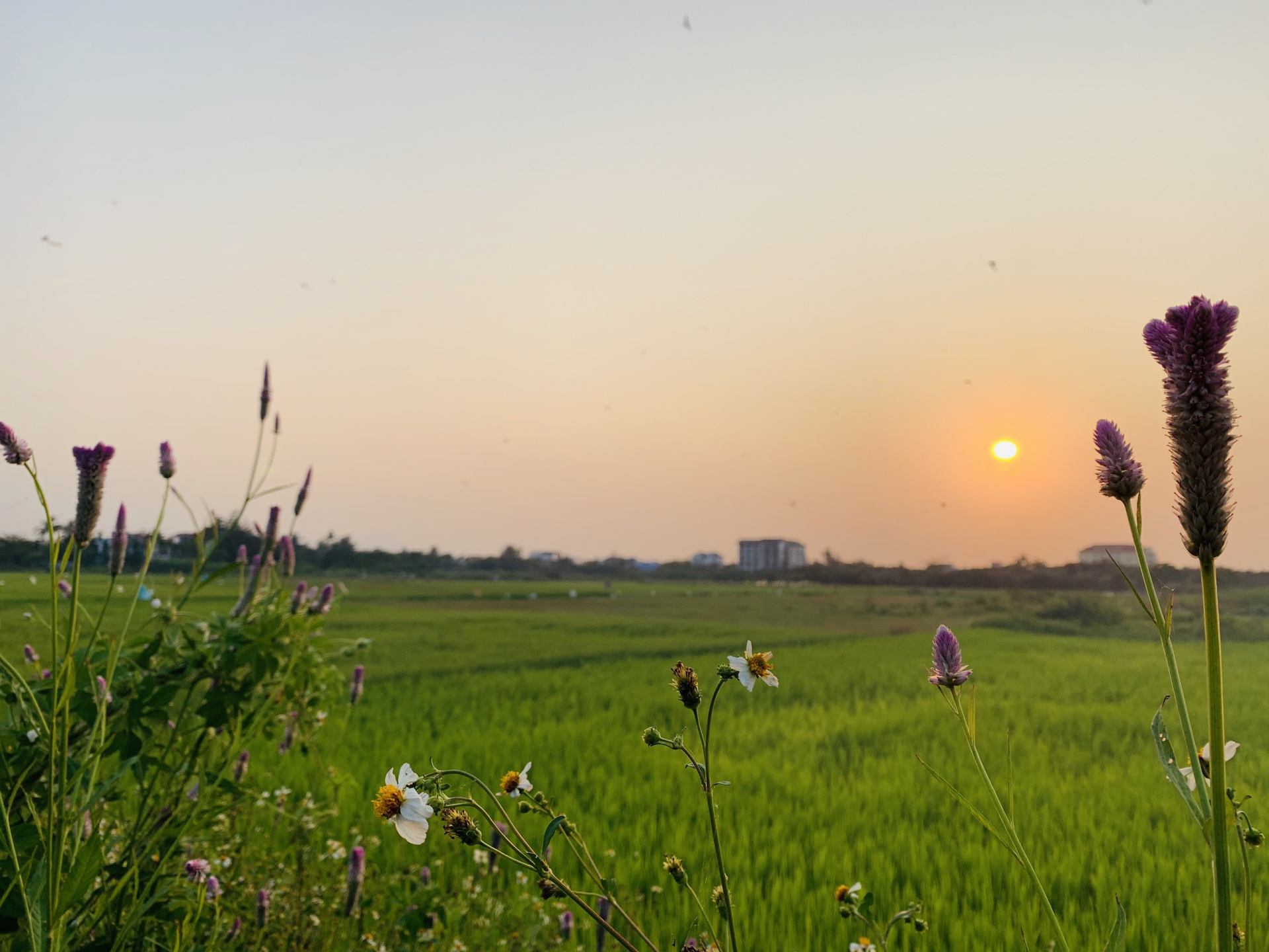 Peace in the countryside of Hoi An 6