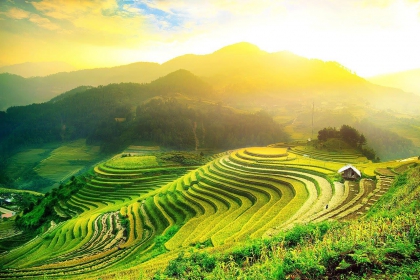 The golden rice season on the terraced fields of Ha Giang The golden rice season on the terraced fields of Ha Giang
